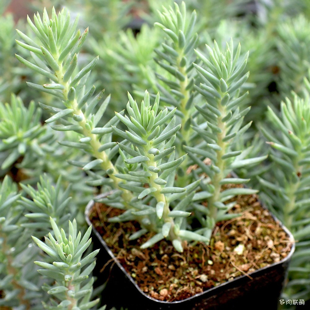 4Sedumreflexum-BlueSpruce-