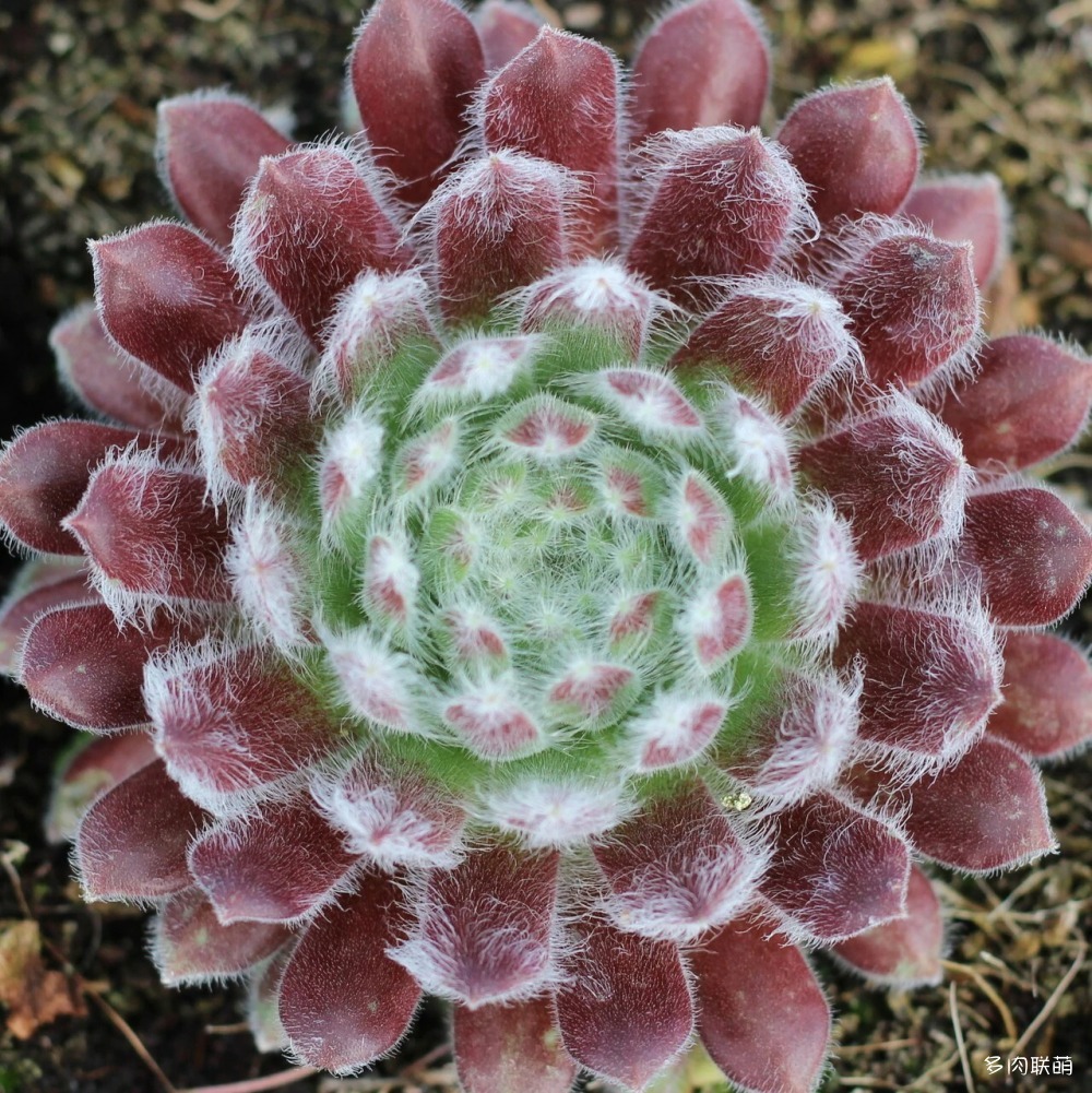 5Sempervivum-Butterfly-