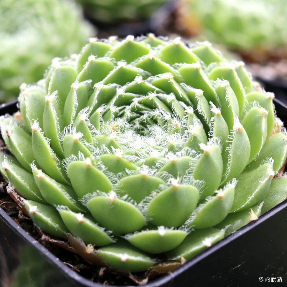 5Sempervivum-Cornelia-