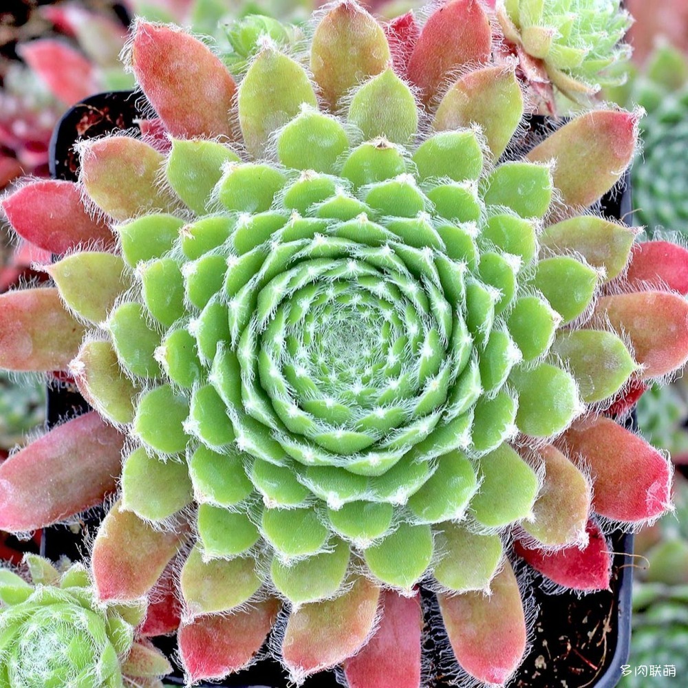 5Sempervivum-DonarRose-