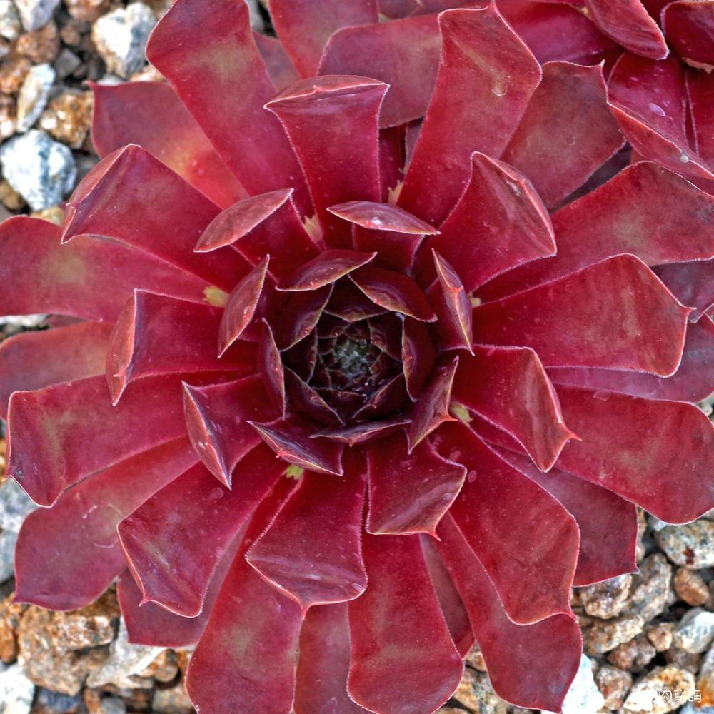 5Sempervivum-ElGreco-