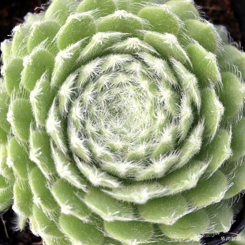 5Sempervivum-GreenIce-