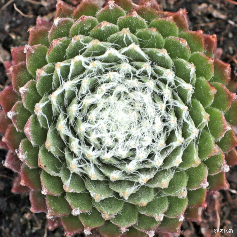 5Sempervivum-Hurricane-