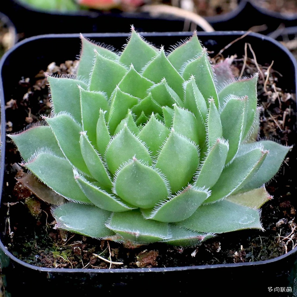 5Sempervivum-Oracle-