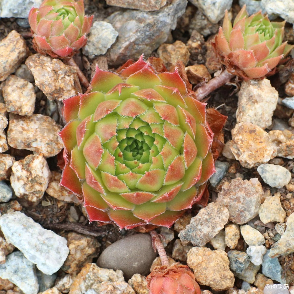 5Sempervivum-PacificOpal-