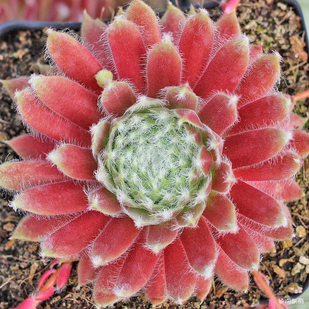 5Sempervivum-PinkCloud-