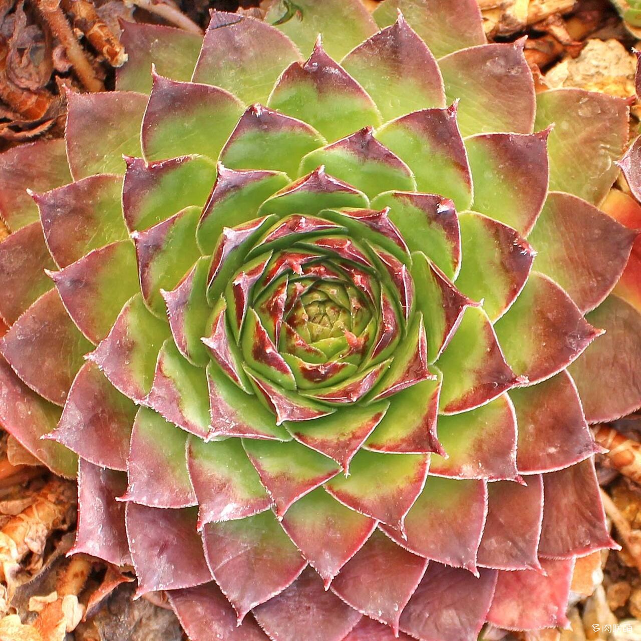 5Sempervivum-Pluto-