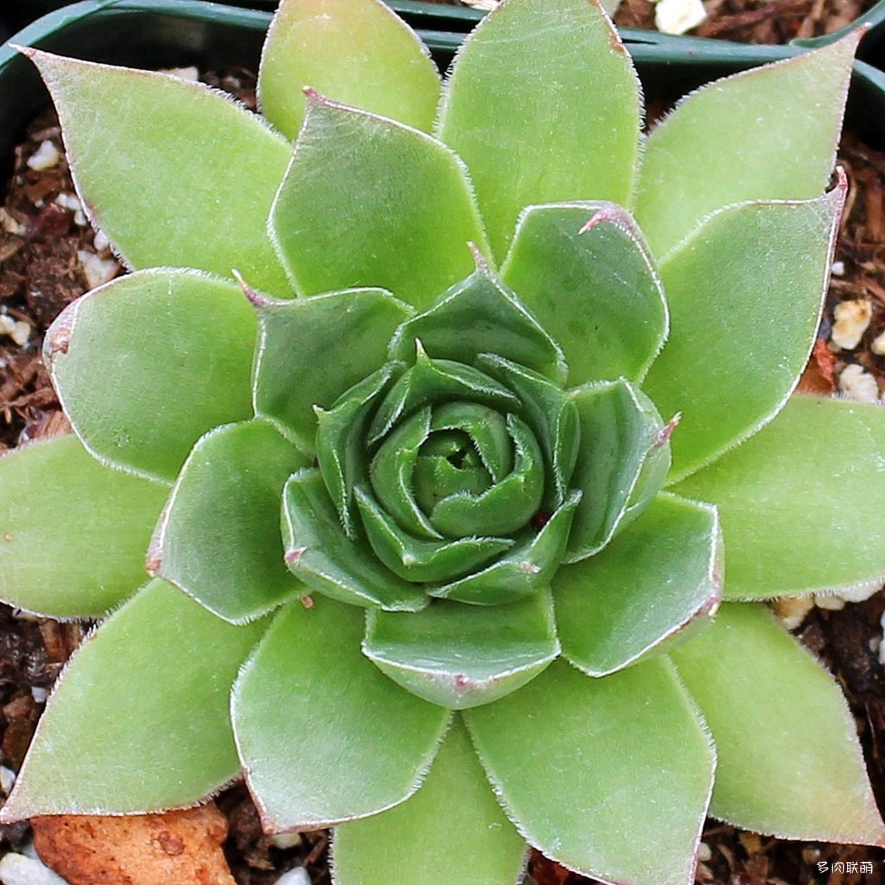 5Sempervivum-SilverKing-