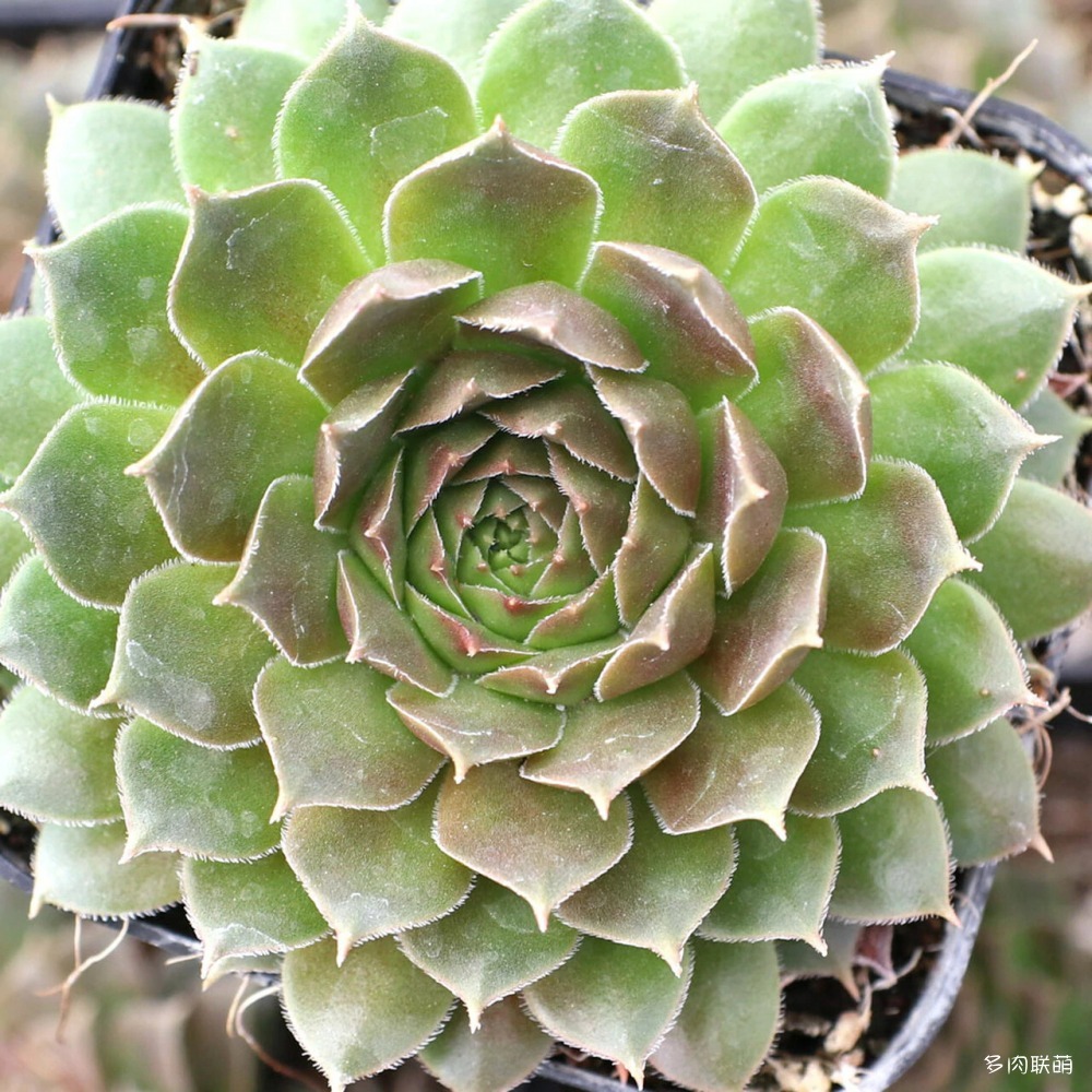 5SempervivummarmoreumfDurmitor