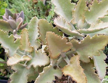 Kalanchoe beharensis 'Oak Leaf'