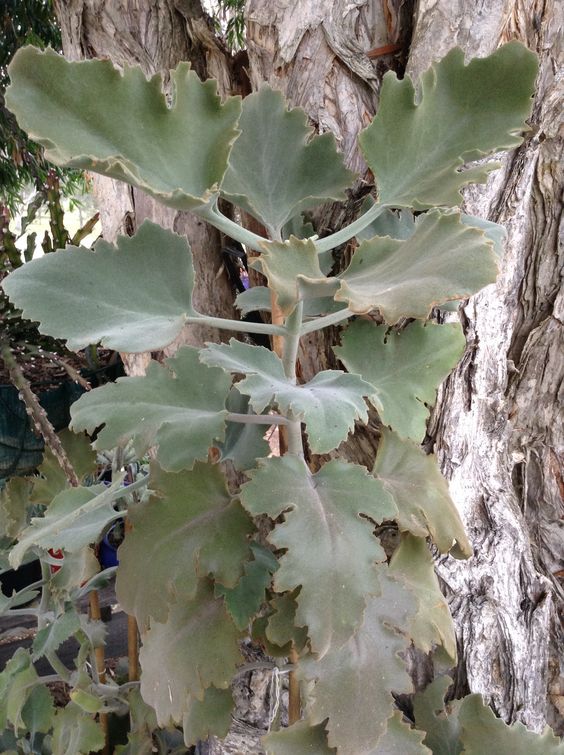 Kalanchoe beharensis 'Oak Leaf'