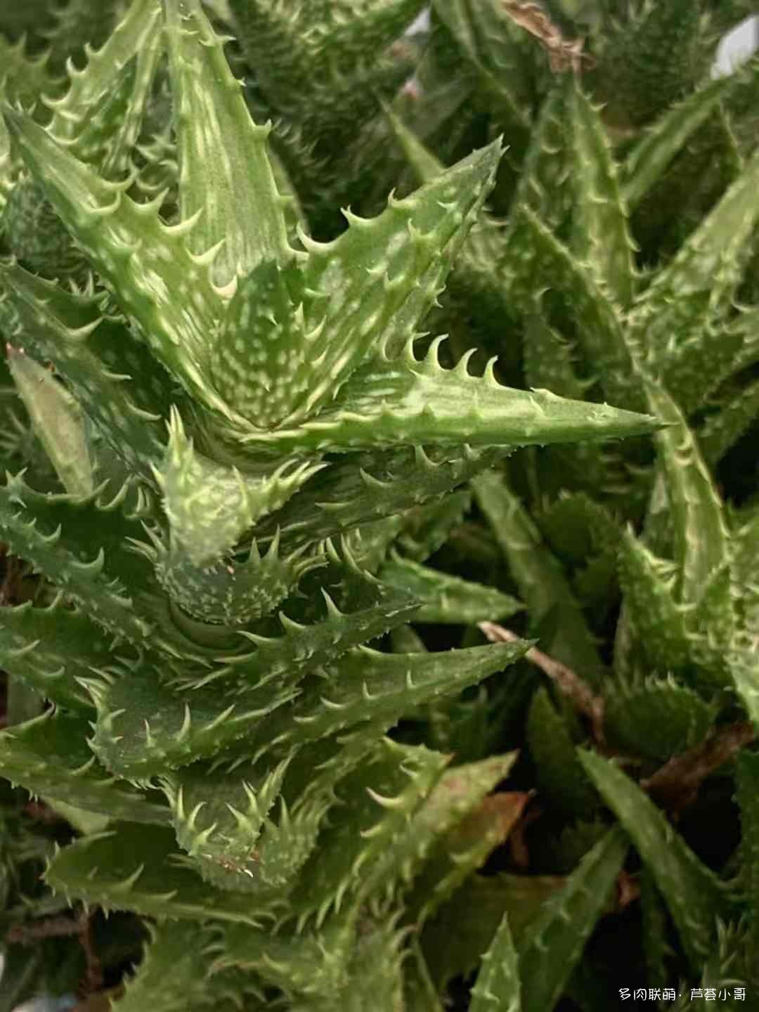 多肉，爱情，故事