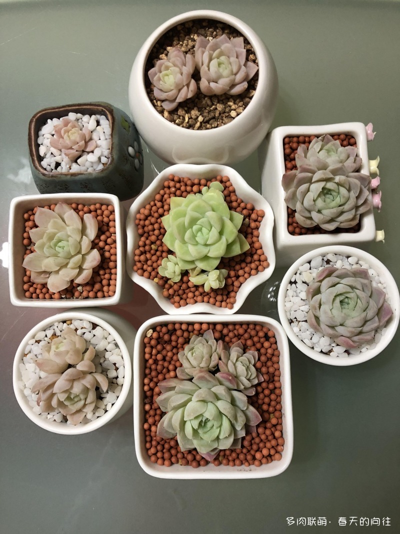 多肉入手后的成长变化
