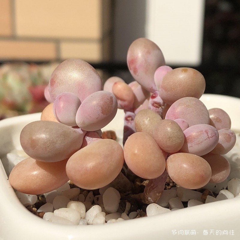多肉入手后的成长变化