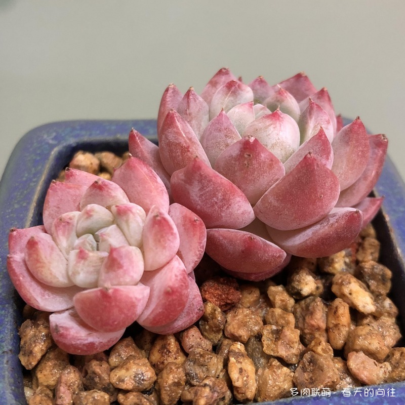 多肉入手后的成长变化