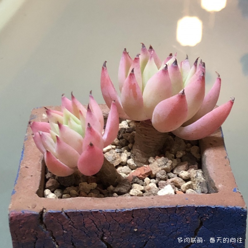 多肉入手后的成长变化