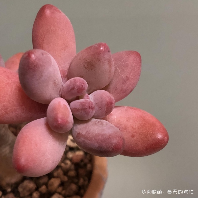多肉入手后的成长变化