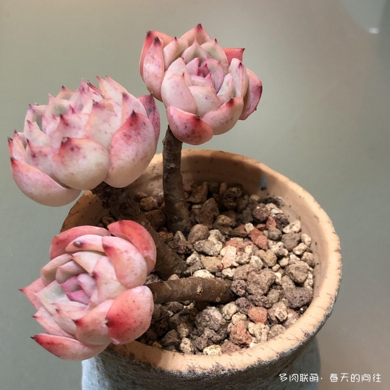 多肉入手后的成长变化