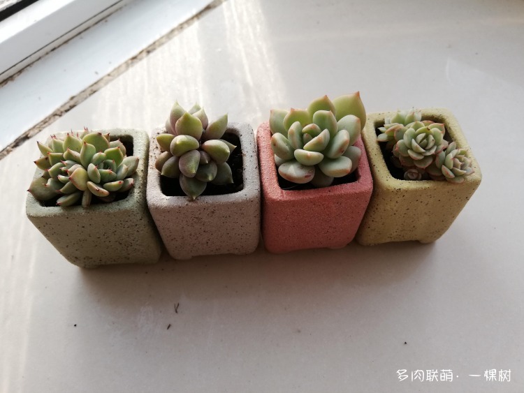 天冷后的多肉