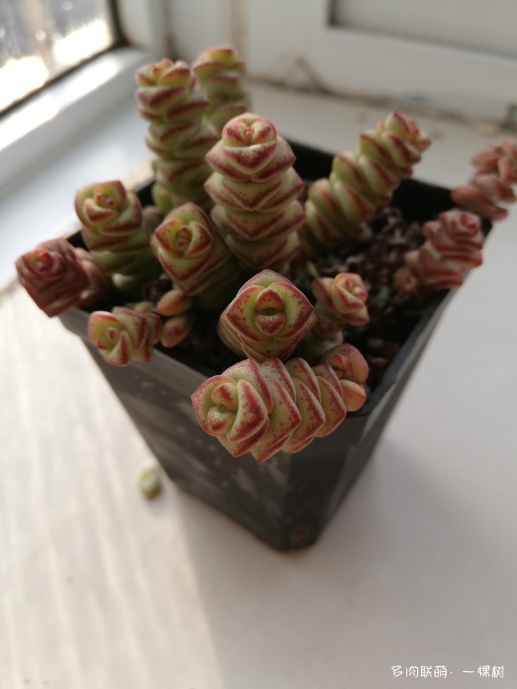 天冷后的多肉