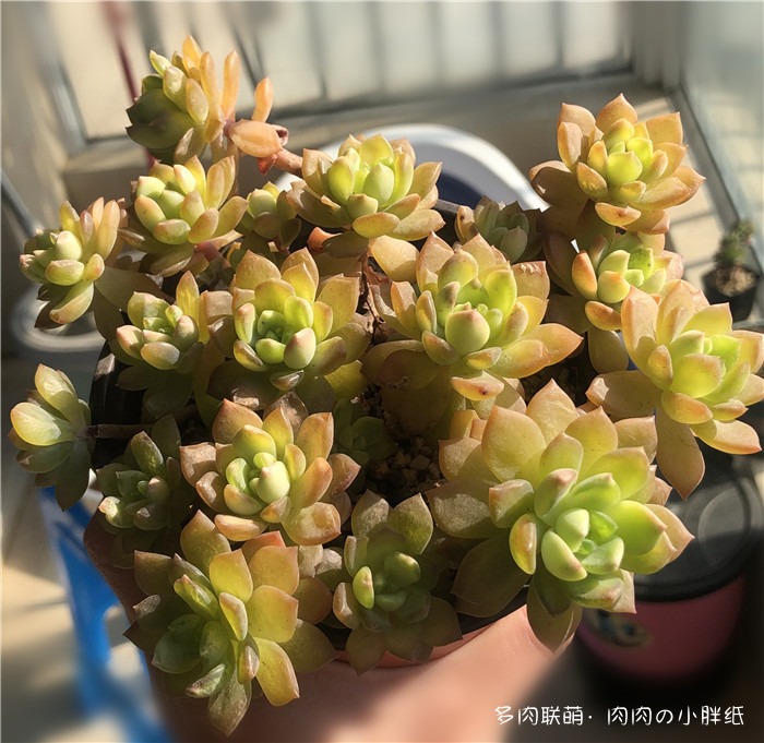 马库斯