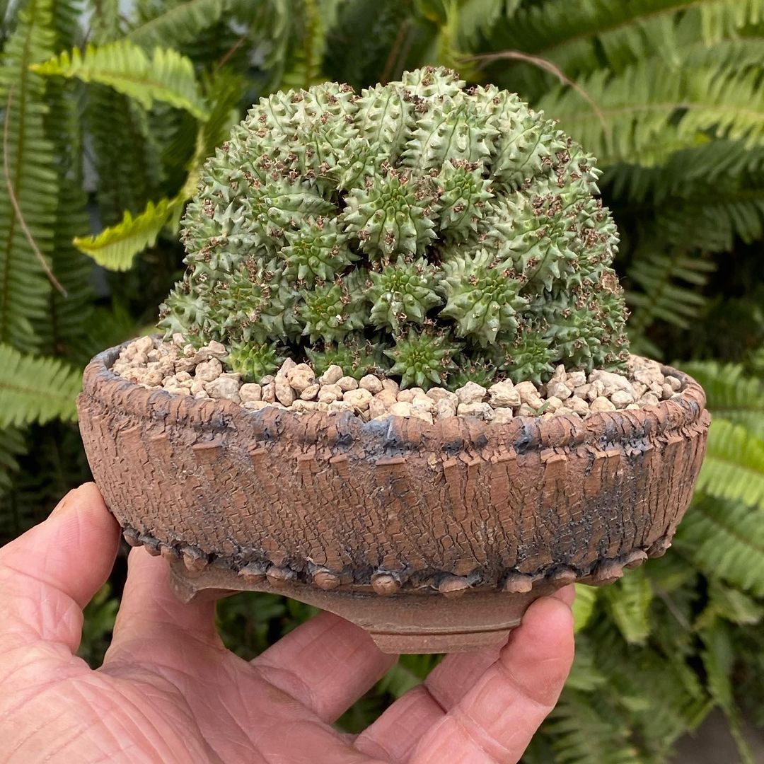 Euphorbia susannae 琉璃晃