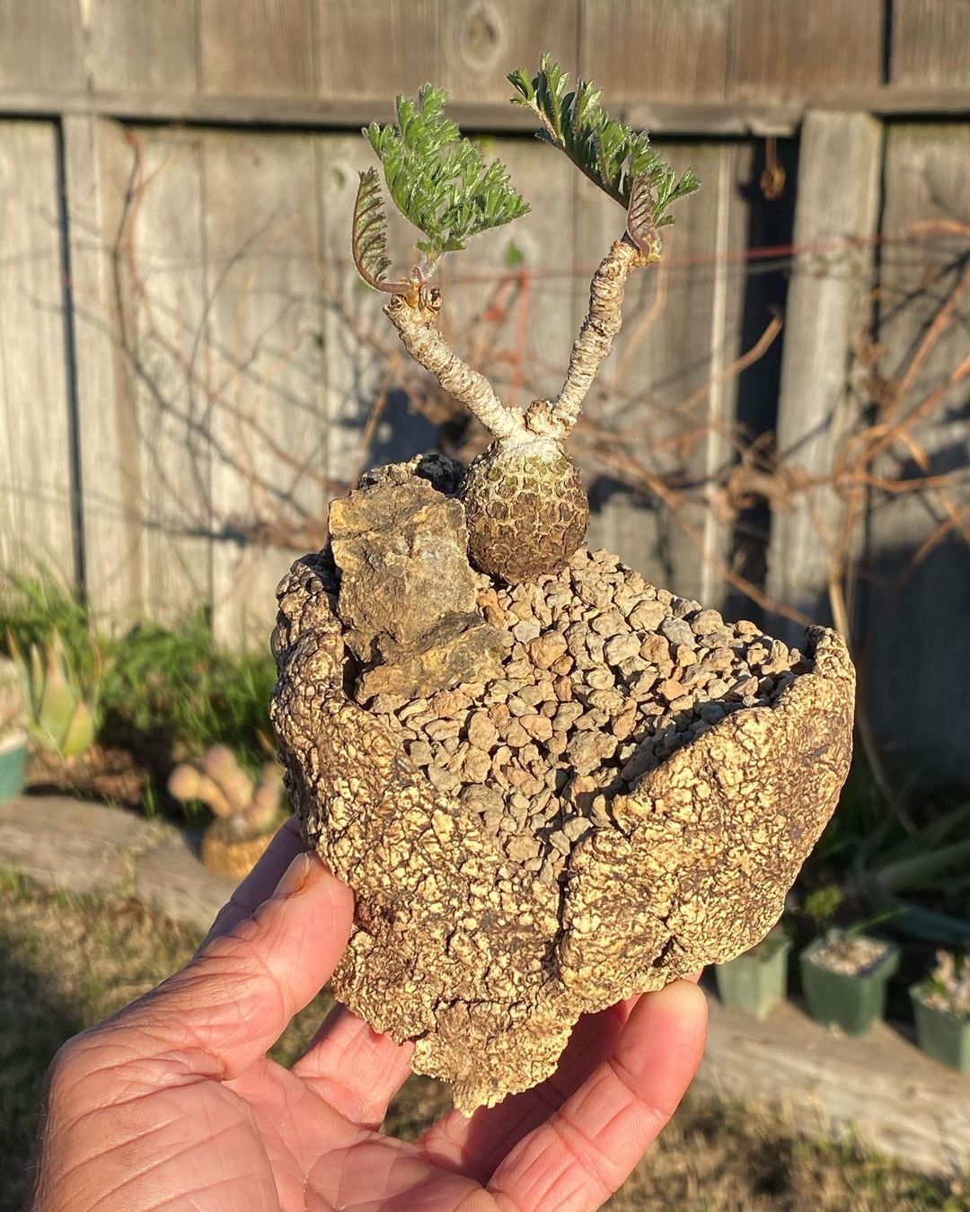 Pelargonium triste  羽叶洋葵