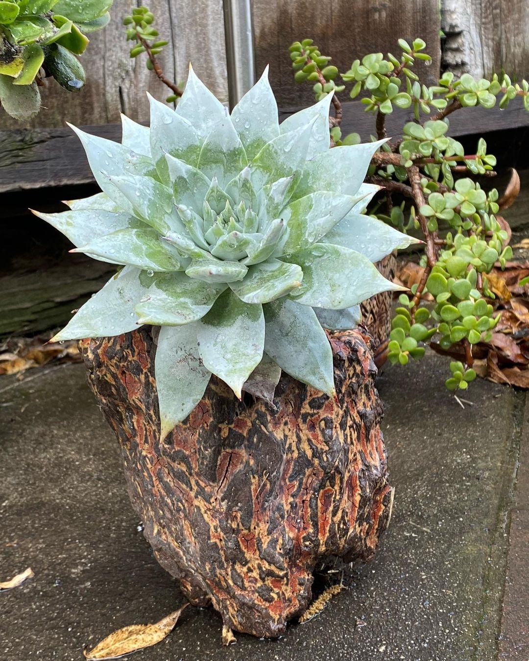 Dudleya brittonii 仙女杯布瑞东尼