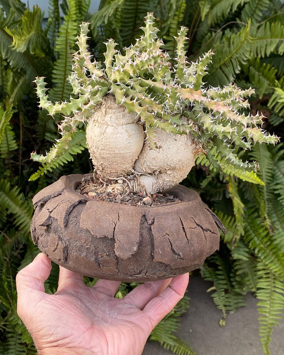 Euphorbia squarrosa 奇怪岛