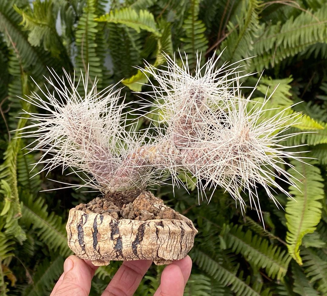 Tephrocactus weberi white spine 白狐（白刺变种）