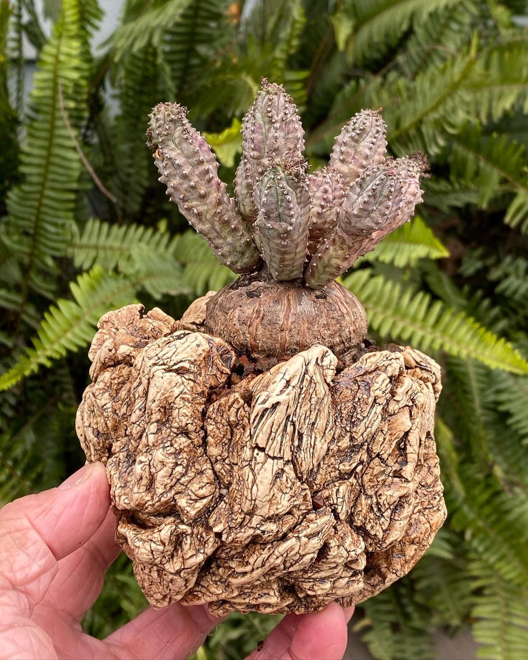 Euphorbia tubiglans 丘比格兰斯大戟