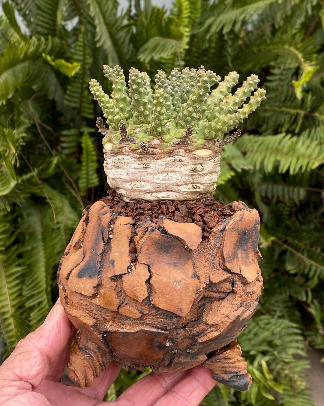 Euphorbia flanaganii hybrid 孔雀丸杂