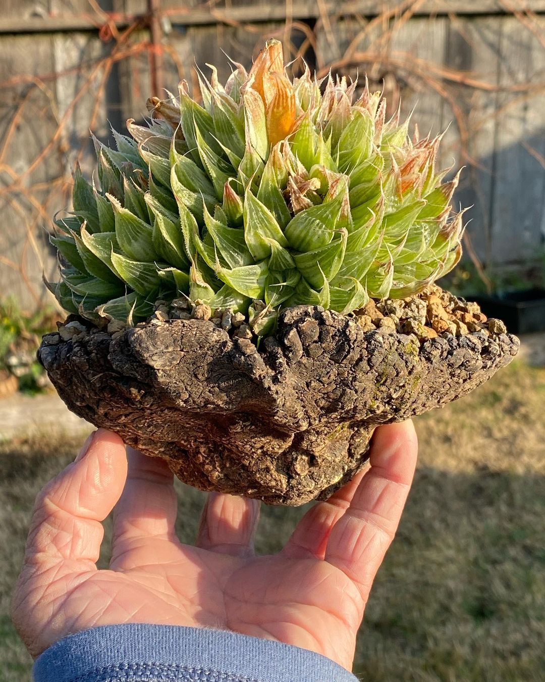 Haworthia magnifica v. acuminata cv. Grey Ghost  青蟹寿的变种