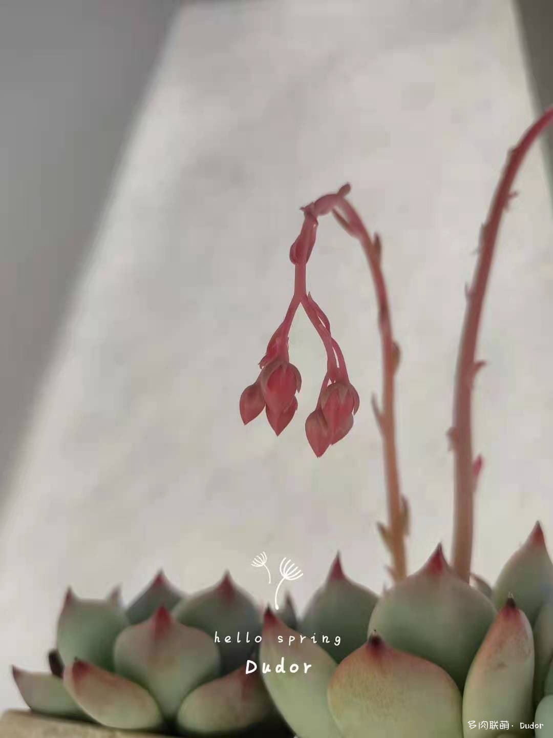 等多肉变美，等多肉开花