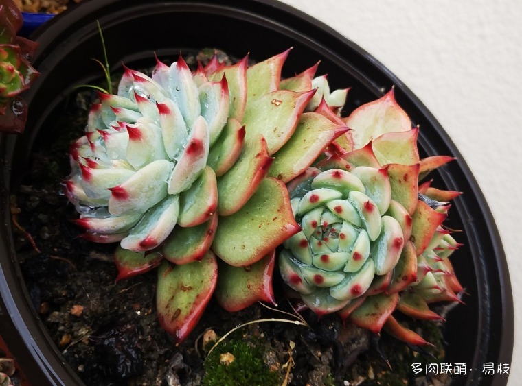 吉娃娃