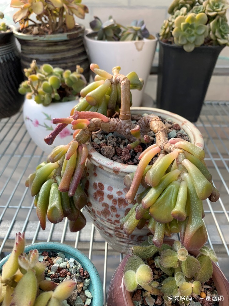 吸财树