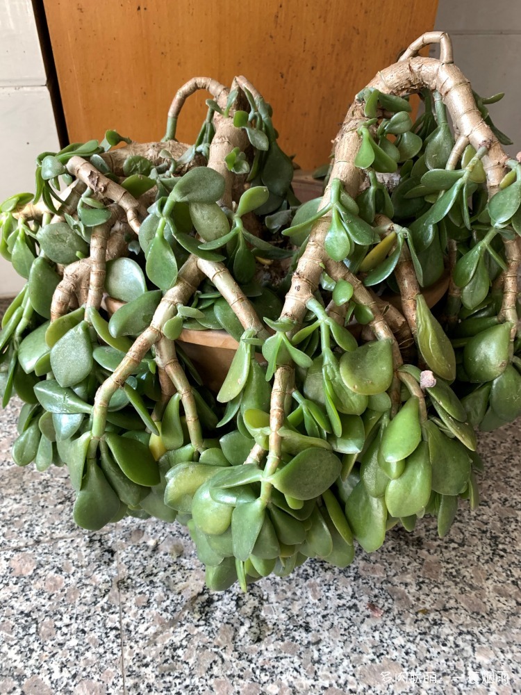 玉树
