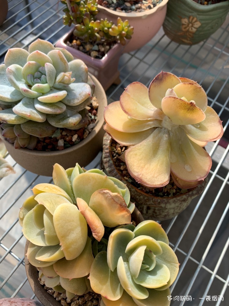 碧桃
