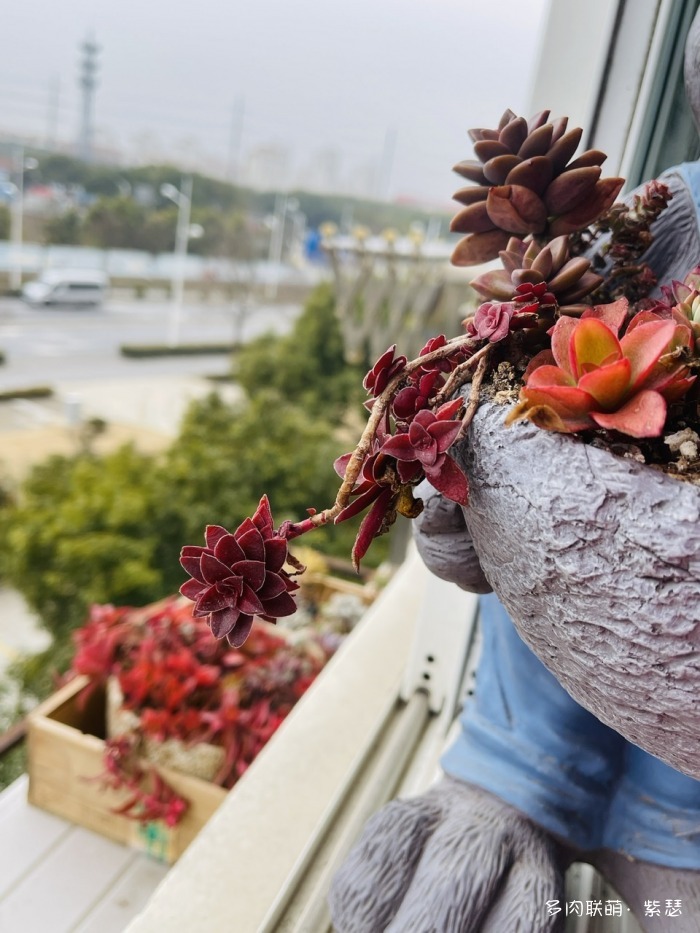 入坑后的多肉
