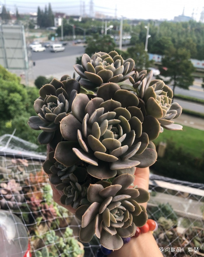 入坑后的多肉