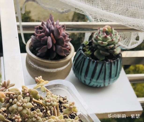 入坑后的多肉
