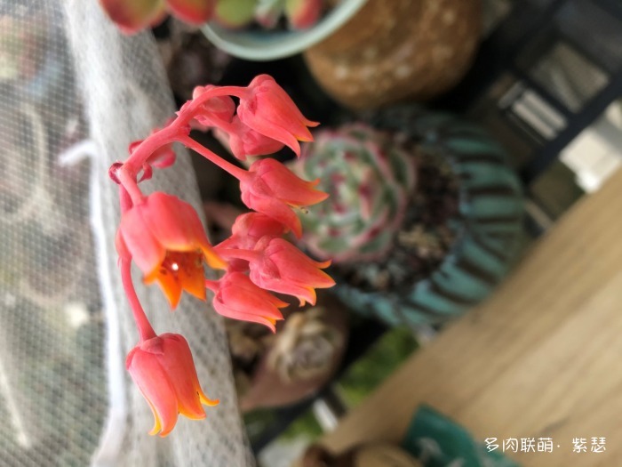 入坑后的多肉