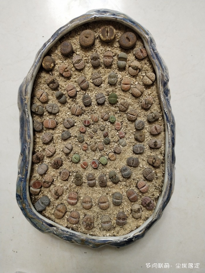 生石花拼盘记录