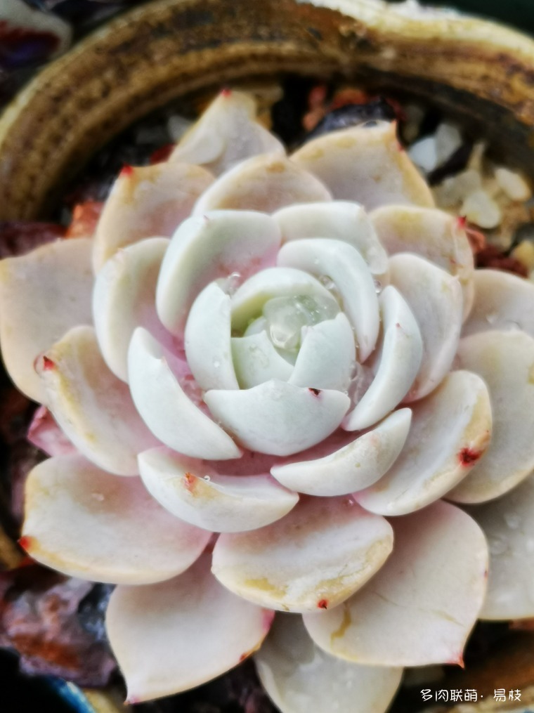 新年，雨后，包邮区的多肉