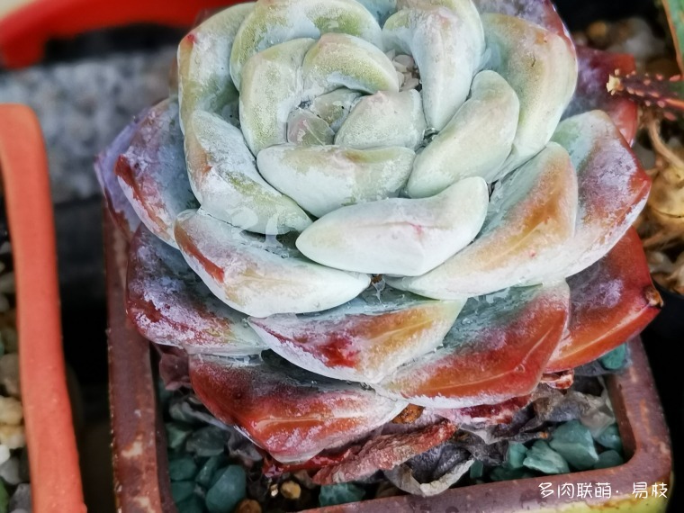 新年，雨后，包邮区的多肉