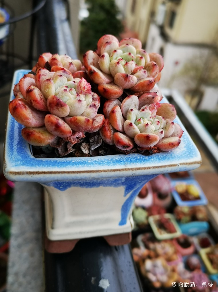 新年，雨后，包邮区的多肉