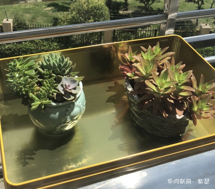 入坑后的多肉