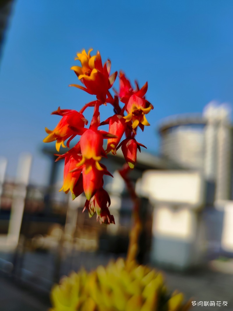 开花的红东云