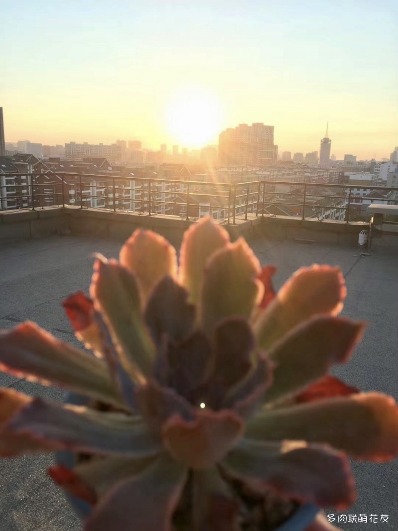 晚霞之舞