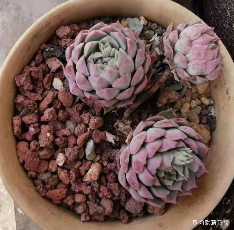 朱砂痣